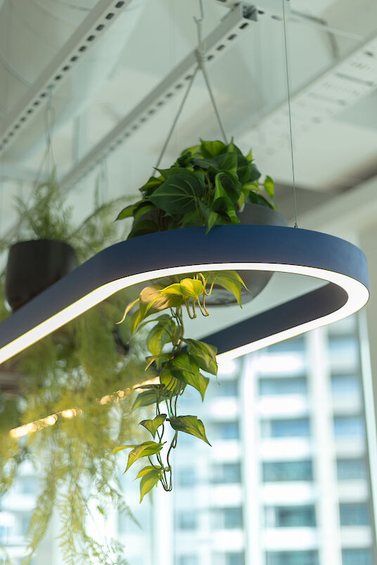 Close-up of a blue Liquid Line pendant light with hanging green plants in an interior space