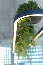Blue Liquid Line pendant lamp with plants, modern kitchen with wood and tile walls