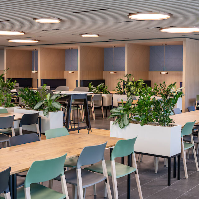 Large cafeteria with wooden and upholstered furniture, room dividers made of plants and round ceiling lights